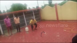 Cobra Snake trapped in cage with 12 eggs swallowed regurgitates Nine in return.