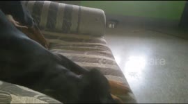 Dog singing believer song