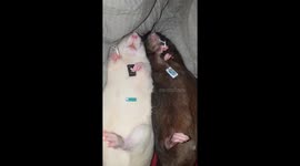 Rats checking their text messages