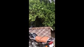 Hunter becomes hunted as mongoose plucks rat snake from tree