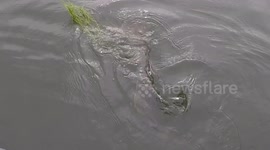 YouTuber returns to water to catch the fish that got away. And does! [long version]