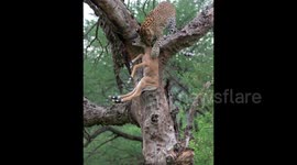 Mother Blue Bull Fight Leopard to save Calf In India