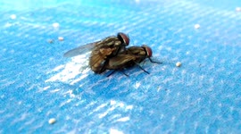 Female fly expression after 'flying' satisfied making love