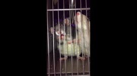 Slo-mo rat shaking her paws