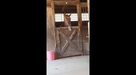 Horse that loves music