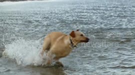 My Happy Dog about #NationalDogDay