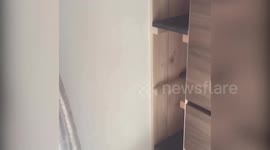 Cat vs spider funny video