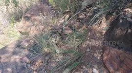 Rattlenake In Our Path... Guardian of Temple Canyon