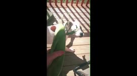 Puppy Scared Of Corn