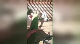 This puppy is absolutely terrified of corn