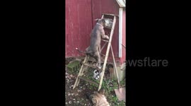 Watch this surefooted pit bull effortlessly climb a ladder
