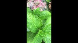 Spiderweb vs water droplets