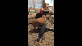 Over-excited pitbull greets US owner after return from six-month deployment