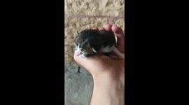 One day old kitten meow