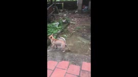 The intelligent dog led the cow into the cage to help the owner