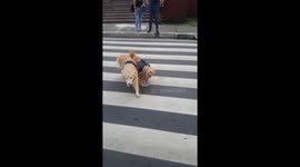 Blind Dog Uses Crosswalk with Service Dog