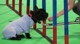 French bulldog reluctantly playing a game