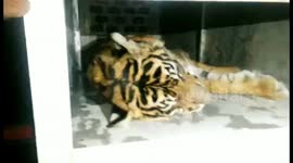 TIGER EVACUATION PROCESS