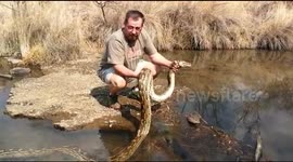 Release of big snake