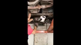 Mechanic frees cat stuck in body of car