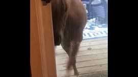 Miniature horse rules the house