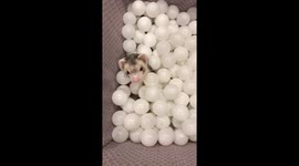 Kevin swan diving into the ballpit.