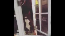 Horse grabbing snack via kitchen window