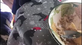 Goat eating from the table