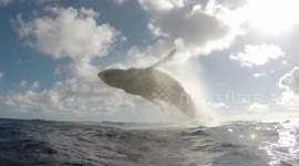 Inspirational adventurer with muscular dystrophy films moment whale breaches right in front of him