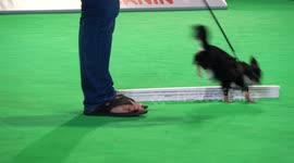 Dogs tackling obstacle courses in Bangkok