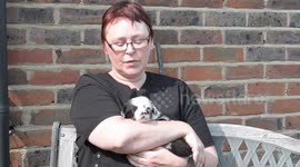 This adorable border collie puppy was born with TWO noses - making him twice as cute