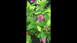 Gorgeous hummingbird moth flies among garden of sunflowers