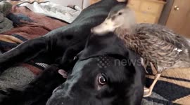 Duckling pesters annoyed dog for attention