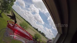 Hummingbird at feeder