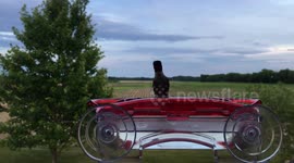 Close-up of male ruby-throated hummingbird at feeder