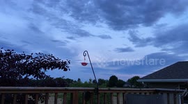 Male ruby-throated hummingbird mating dance