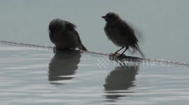 Adorable birds take a bath