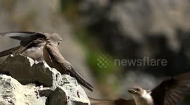 Swallow feeds young birds