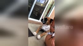 Newsflare Edit - I just wanna share this because my dog really dosent love me ???? https://t.co/YyCxWkZbUQ