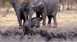 Slippin' and slidin': Baby elephant takes tumble getting out of mud bath