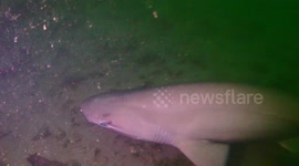 Sixgill shark prowls for food