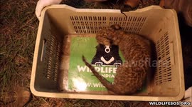 Moment teeny leopard cub was reunited with his mum