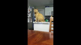 Funny cat knocking stuff off counter