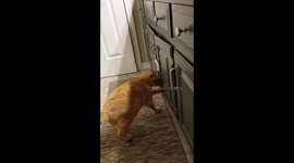 Funny cat Babylocks worked!!! But just wait for it lol