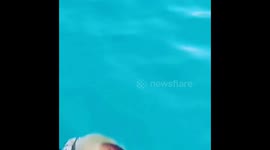 Jellyfishes floating in blue water near Greece