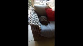 Cat trying to clean annoying hyperactive bird