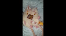 Rats got bored playing chess