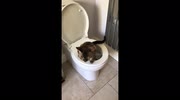 temp