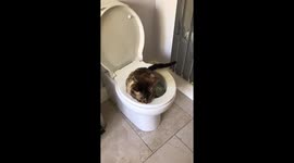 Hooman made to wait while cat uses toilet