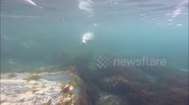 Grey Seal having fun chasing a kayak.